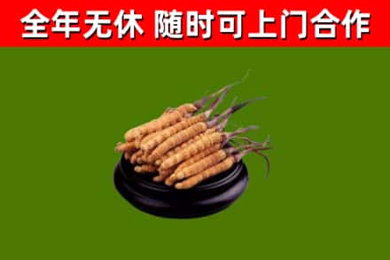 集美烟酒回收冬虫夏草.jpg