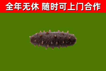 集美烟酒回收干海参.jpg